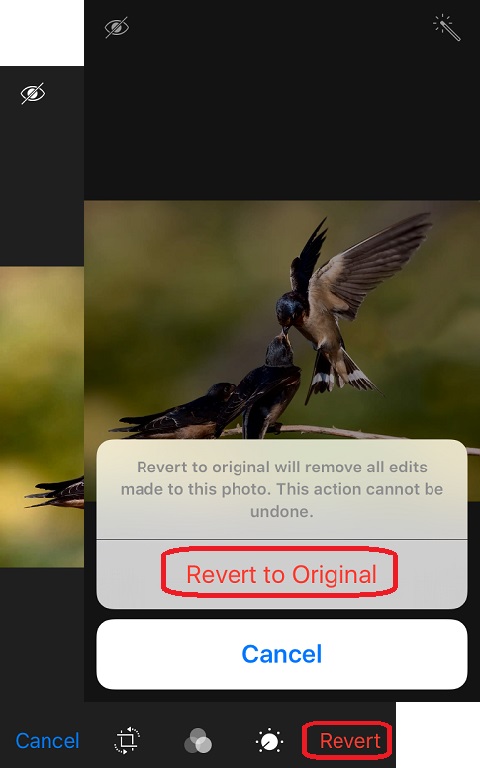 Reverting Edited Photos to Originals with iPhone Photos App